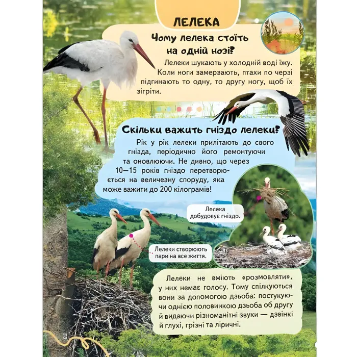 Цікава енциклопедія "Птахи* Книга для дітей (9786178638344)