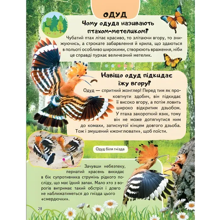 Цікава енциклопедія "Птахи* Книга для дітей (9786178638344)