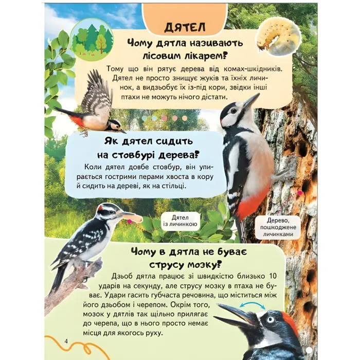 Цікава енциклопедія "Птахи* Книга для дітей (9786178638344)