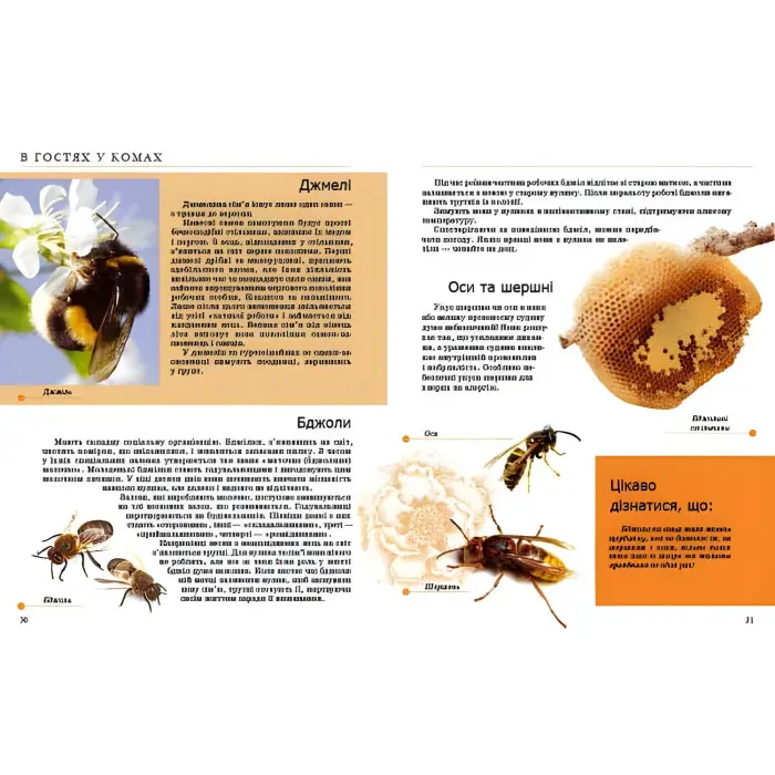 Енциклопедія для допитливих Комахи та інші (9789669352385)