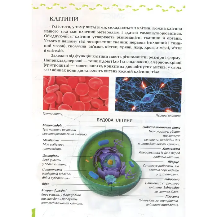 Енциклопедія для допитливих. Про тіло людини (9786177292561)