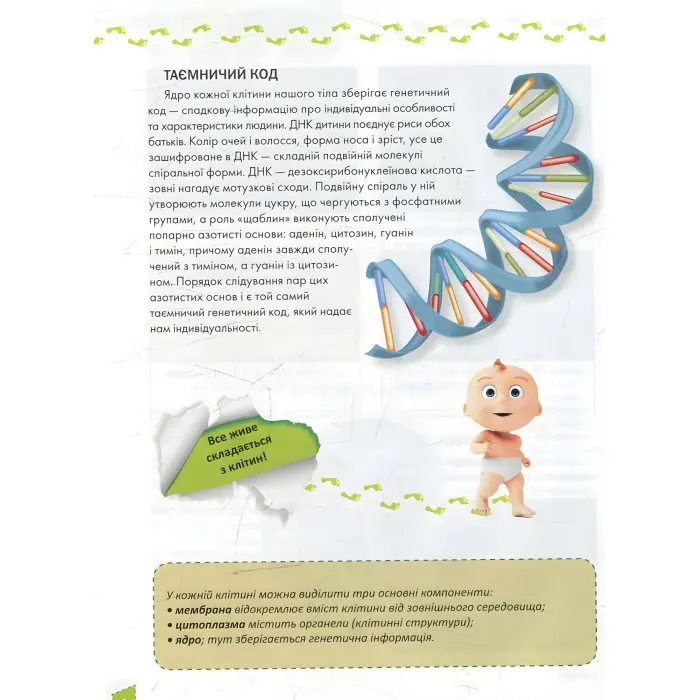 Енциклопедія для допитливих. Про тіло людини (9786177292561)