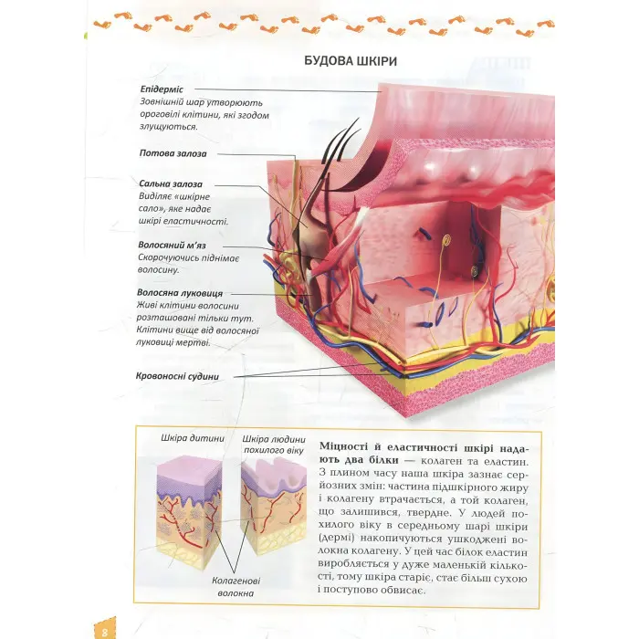 Енциклопедія для допитливих. Про тіло людини (9786177292561)