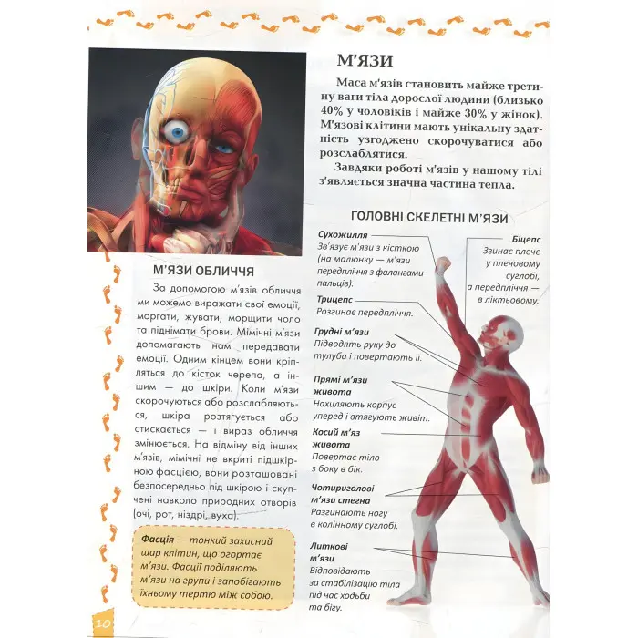 Енциклопедія для допитливих. Про тіло людини (9786177292561)