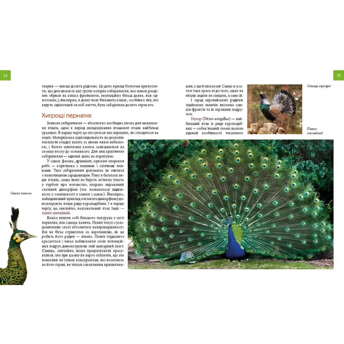 Енциклопедія для допитливих. Тварини - майстри маскування (9789669359650)