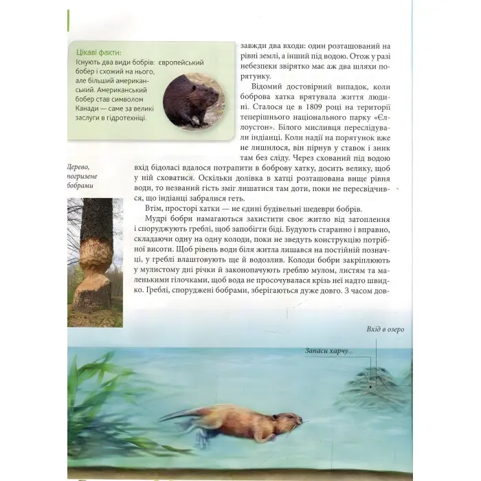 Енциклопедія для допитливих. Тварини - винахідники і будівельники (9789669356048)