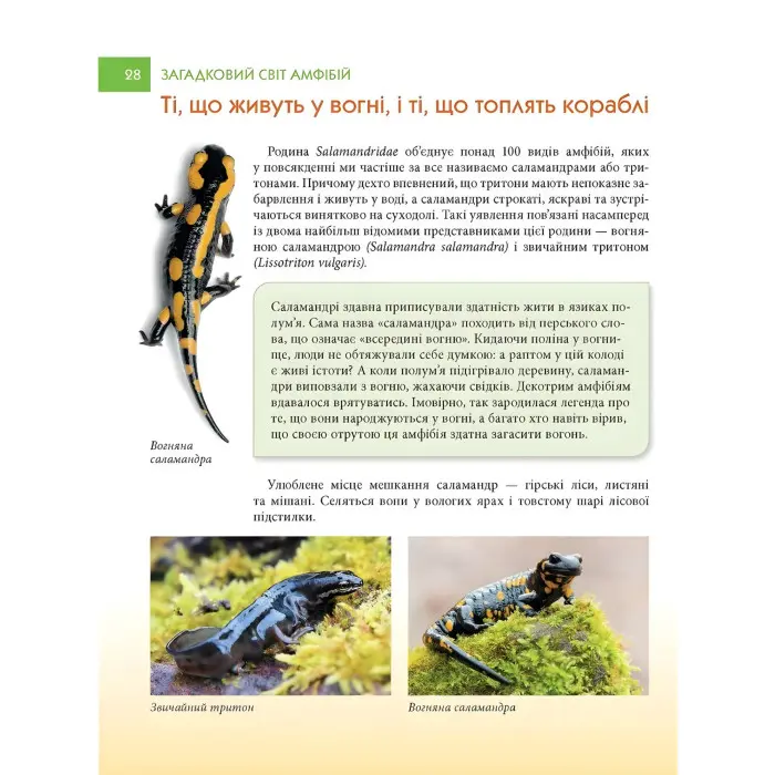 Енциклопедія для допитливих. Загадковий світ АМФІБІЙ (9789669892263)