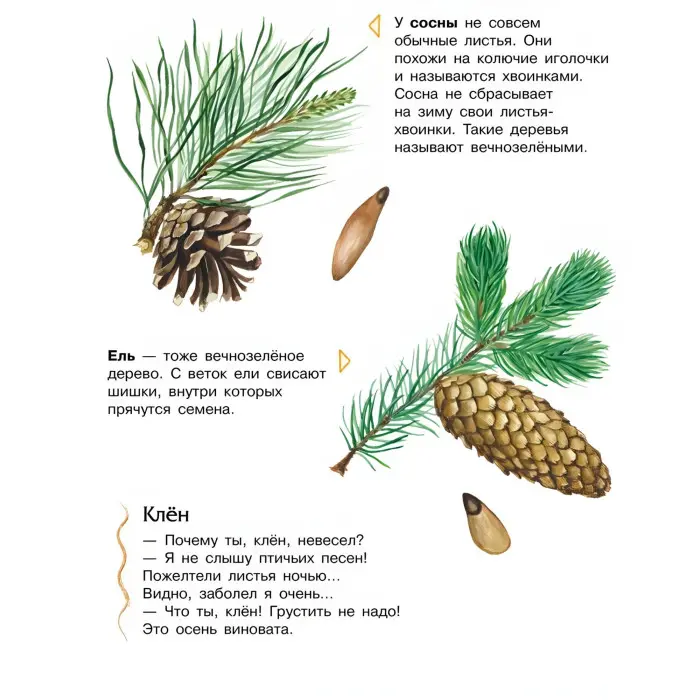 Енциклопедія дошкільника. Ліс рос (9786170936189)