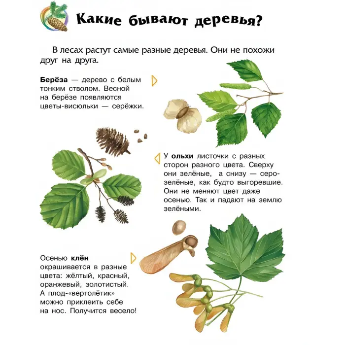 Енциклопедія дошкільника. Ліс рос (9786170936189)