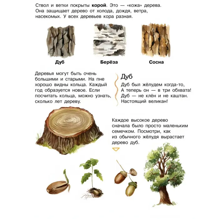 Енциклопедія дошкільника. Ліс рос (9786170936189)