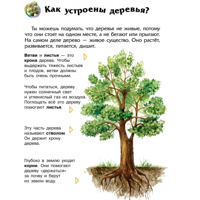 Енциклопедія дошкільника. Ліс рос (9786170936189)