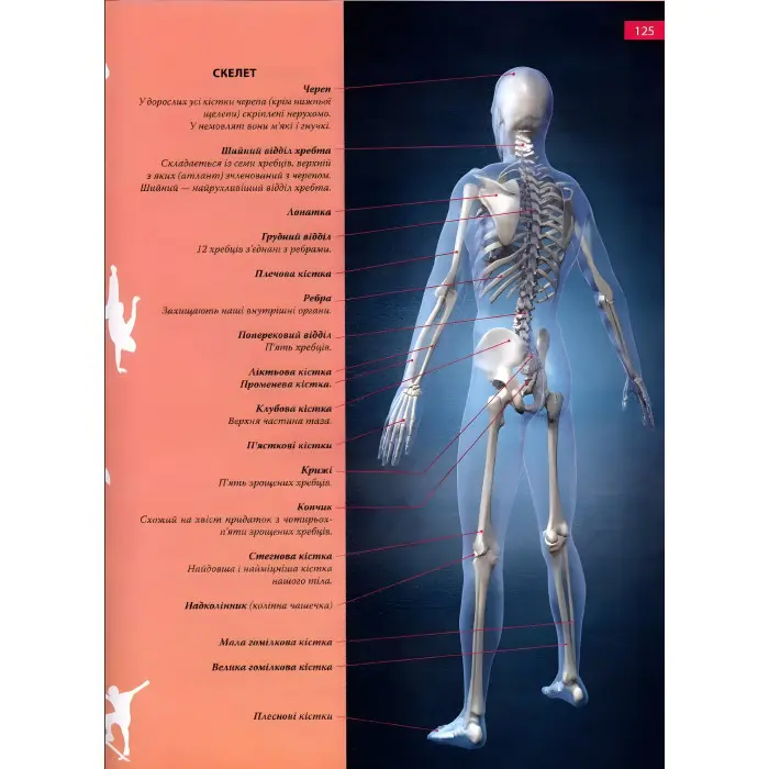 Енциклопедія необхідних знань школяра