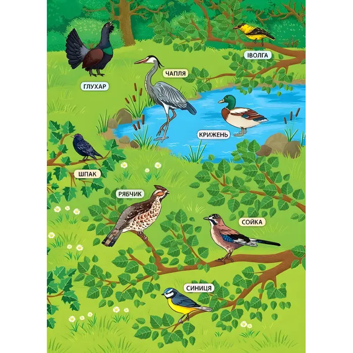 Енциклопедія з наліпками. Лісові тварини та рослини