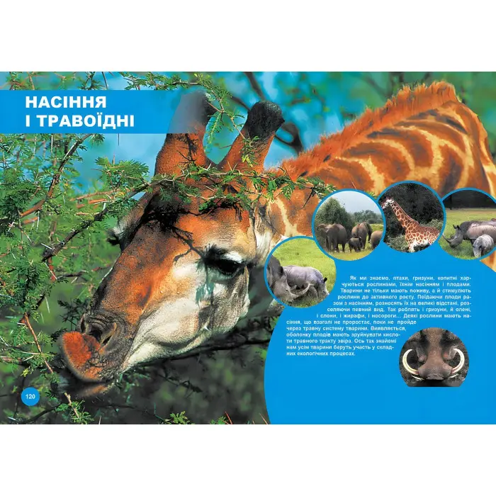 Хто з ким дружить, або дивовижі симбіозу, Комахи для дітей,Хто з ким дружить, або дивовижі симбіозу