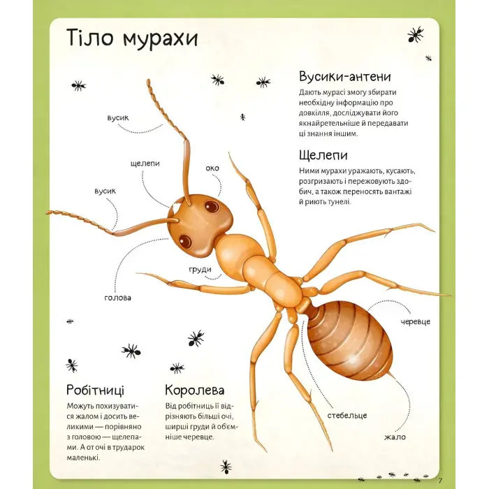 Книга Енциклопедія Світ мурах (9786171703186)