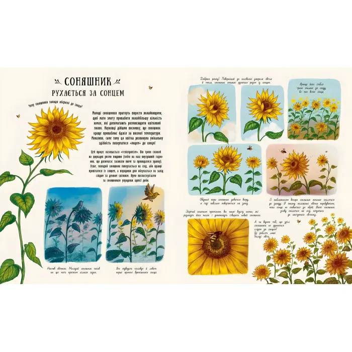 Книга Маленькі дива природи - Рейчел Вільямс (9786170985606)