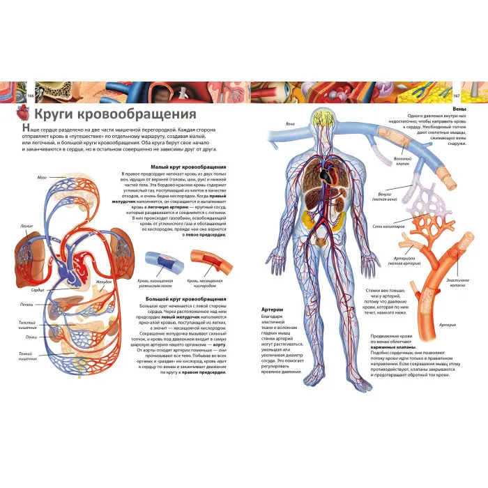 Книга Подарункова енциклопедія Я і світ навколо мене (рос) (9789664661956)
