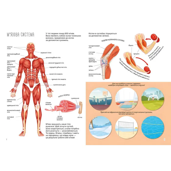 Книжка з наліпками. Тіло людини
