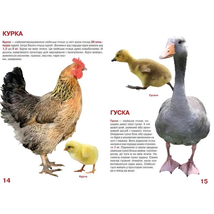 Кристал бук,Велика книжка. Свійські тварини.