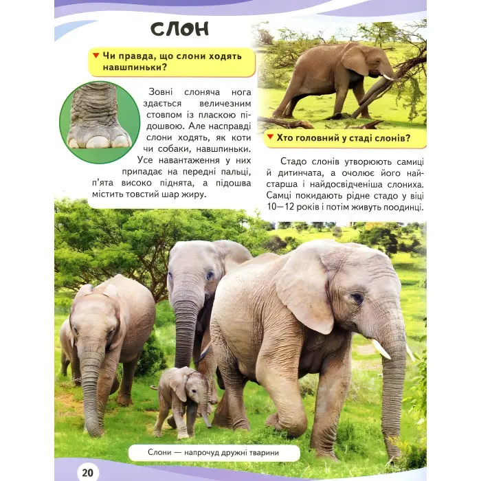 МАМИ ТА МАЛЮКИ тигр