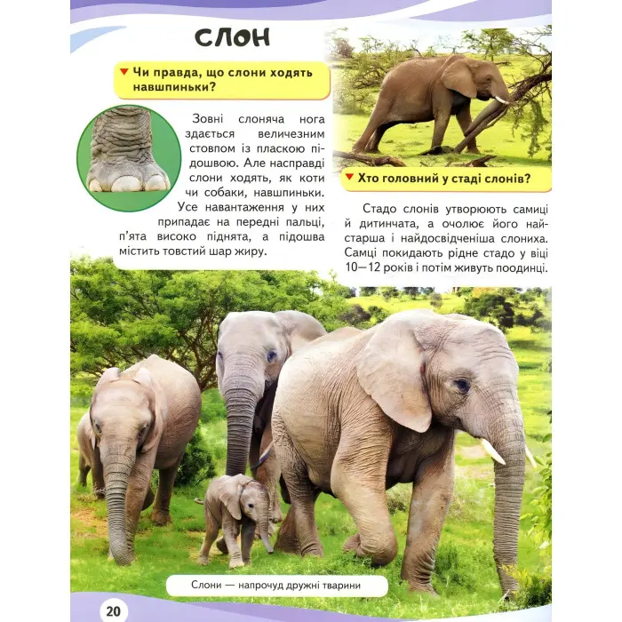 МАМИ ТА МАЛЮКИ тигр