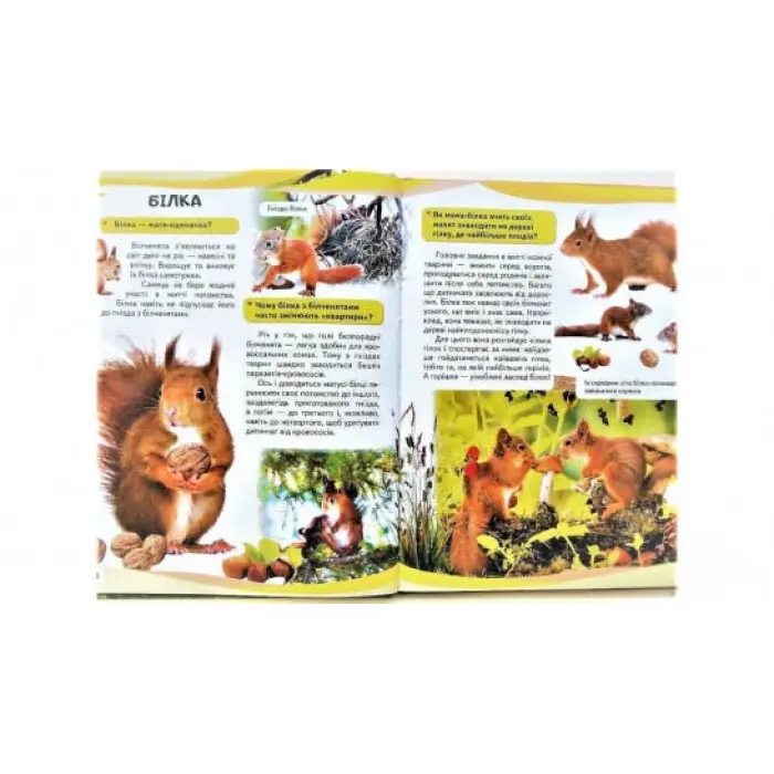 Мами та малюки. Ведмідь