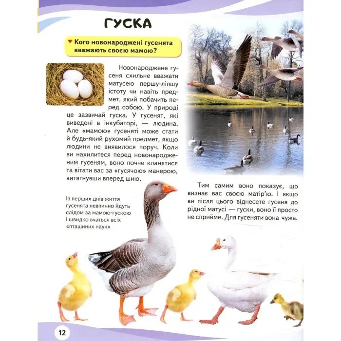 Мами та малюки. Ведмідь