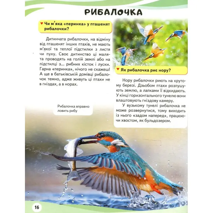 Мами та малюки. Ведмідь