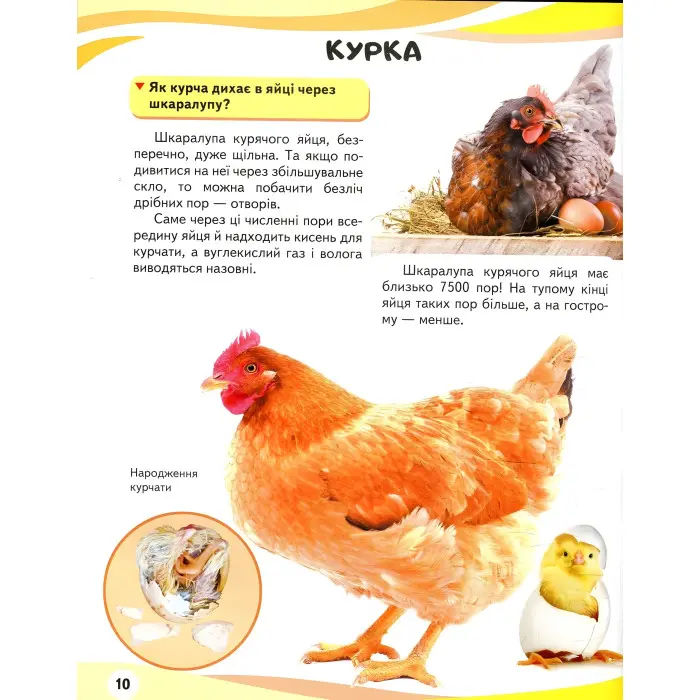 Мами та малюки. Ведмідь