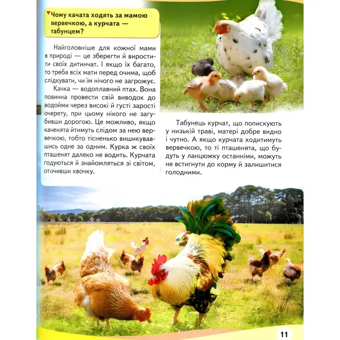 Мами та малюки. Ведмідь