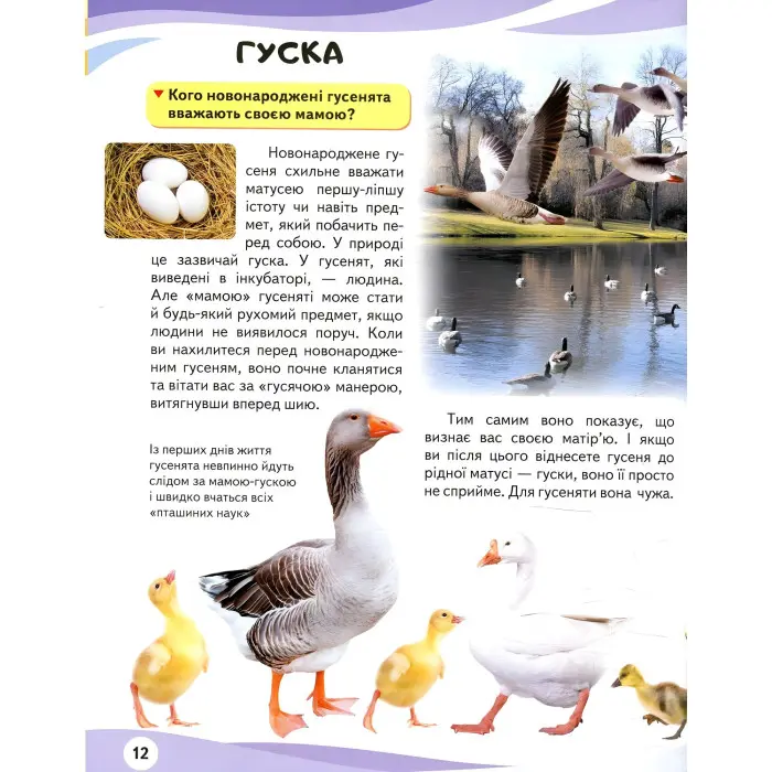 Мами та малюки. Ведмідь