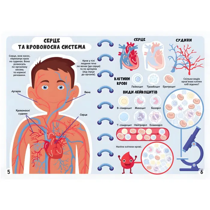 Меганаліпки. Тіло людини