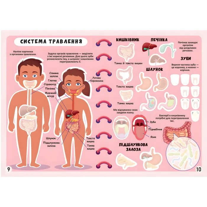 Меганаліпки. Тіло людини