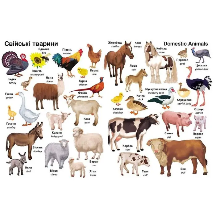 Перші слова. Тварини та англійська - Євгенія Новоспаська (9786178405113)