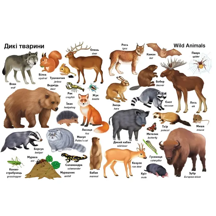 Перші слова. Тварини та англійська - Євгенія Новоспаська (9786178405113)