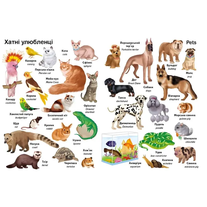 Перші слова. Тварини та англійська - Євгенія Новоспаська (9786178405113)