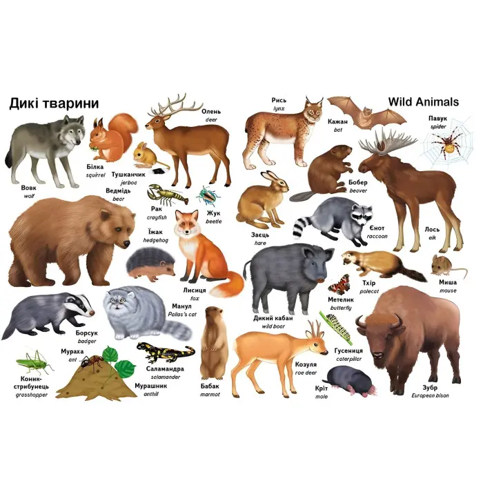 Перші слова. Тварини та англійська - Євгенія Новоспаська (9786178405113)