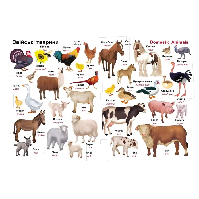 Перший словник малюка. 500 слів (9786178405427)