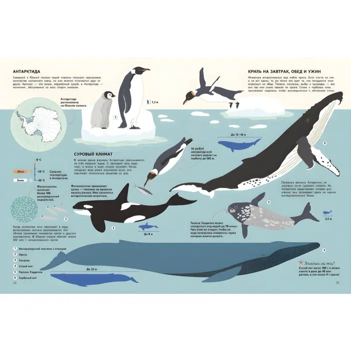 Підводний світ. Візуальний гід