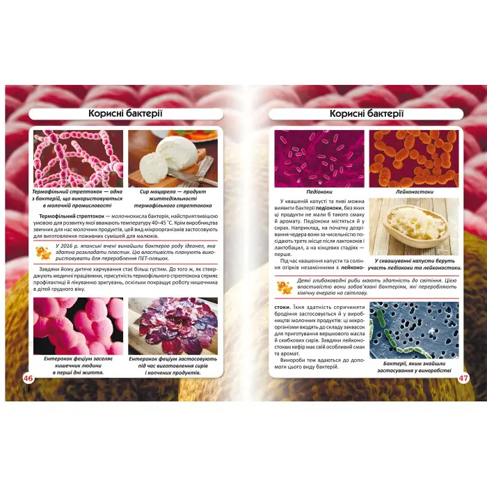 Світ навколо нас. Бактерії