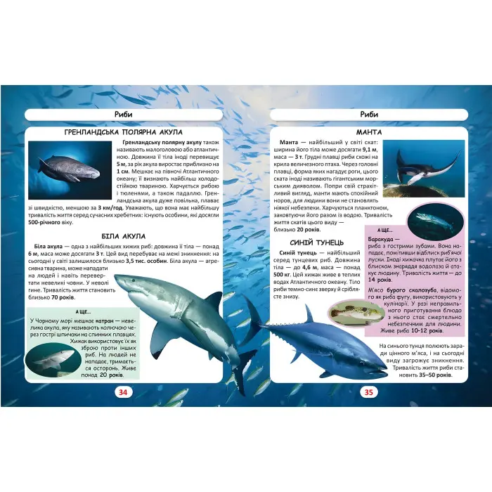 Світ навколо нас. Хто скільки живе?