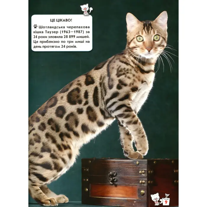 Світ навколо нас. Кішки