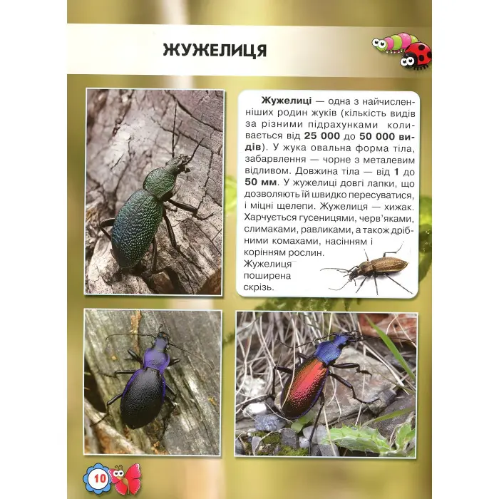 Світ навколо нас. Комахи