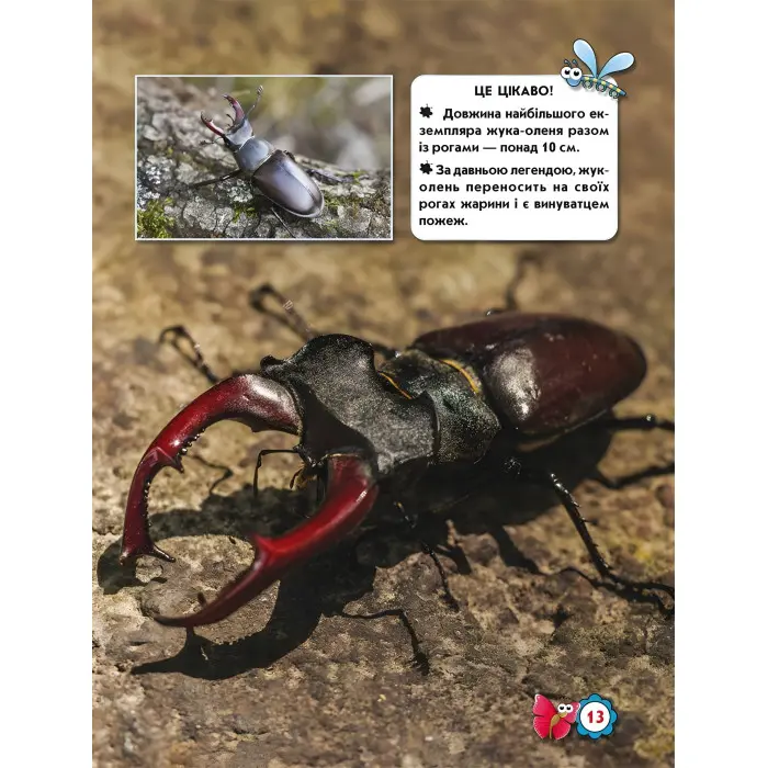 Світ навколо нас. Комахи