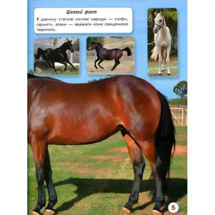 Світ навколо нас. Коні