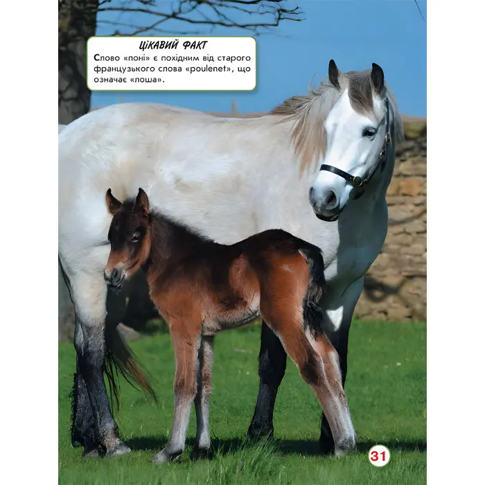 Світ навколо нас. Коні