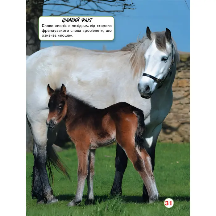 Світ навколо нас. Коні