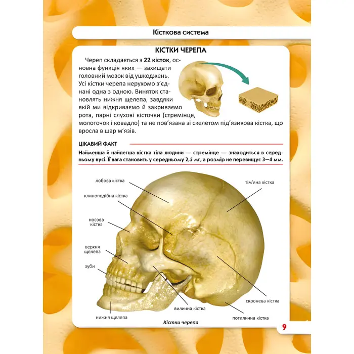 Світ навколо нас. Тіло людини