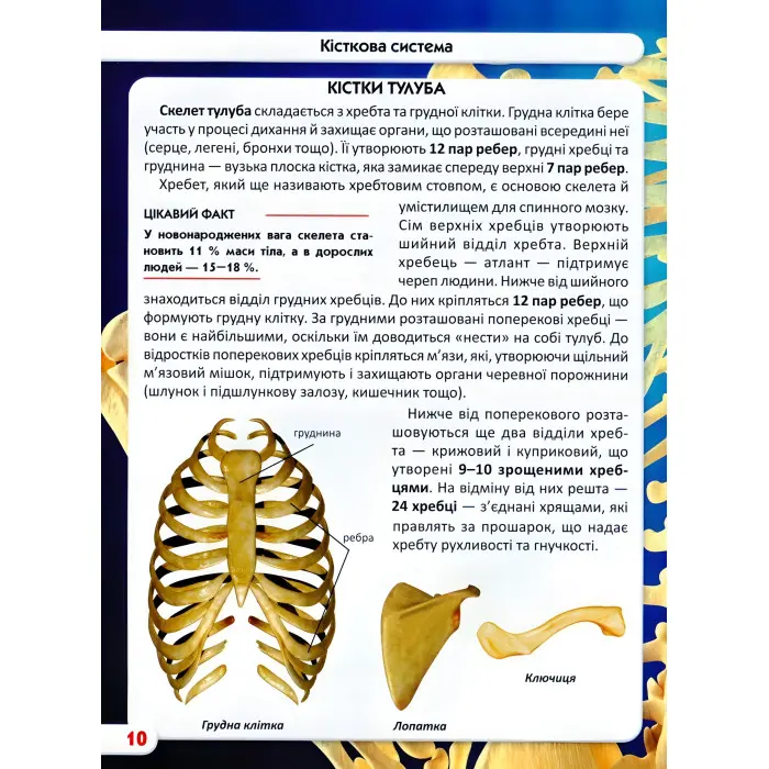 Світ навколо нас. Тіло людини