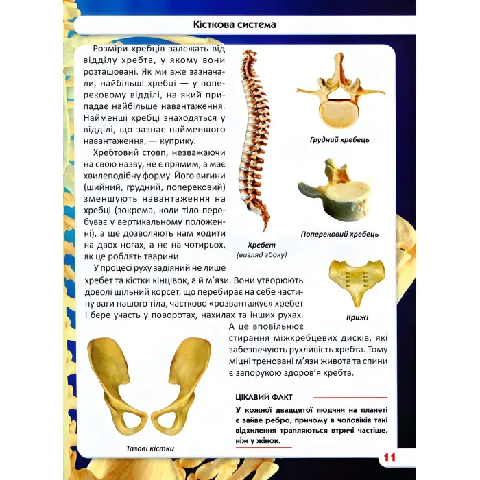 Світ навколо нас. Тіло людини